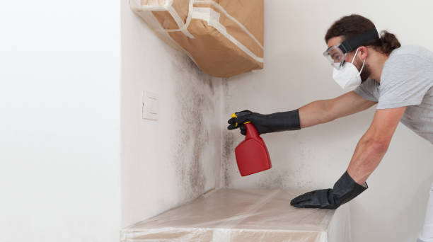 Basement Mold Remediation treatment on basement walls in Concord